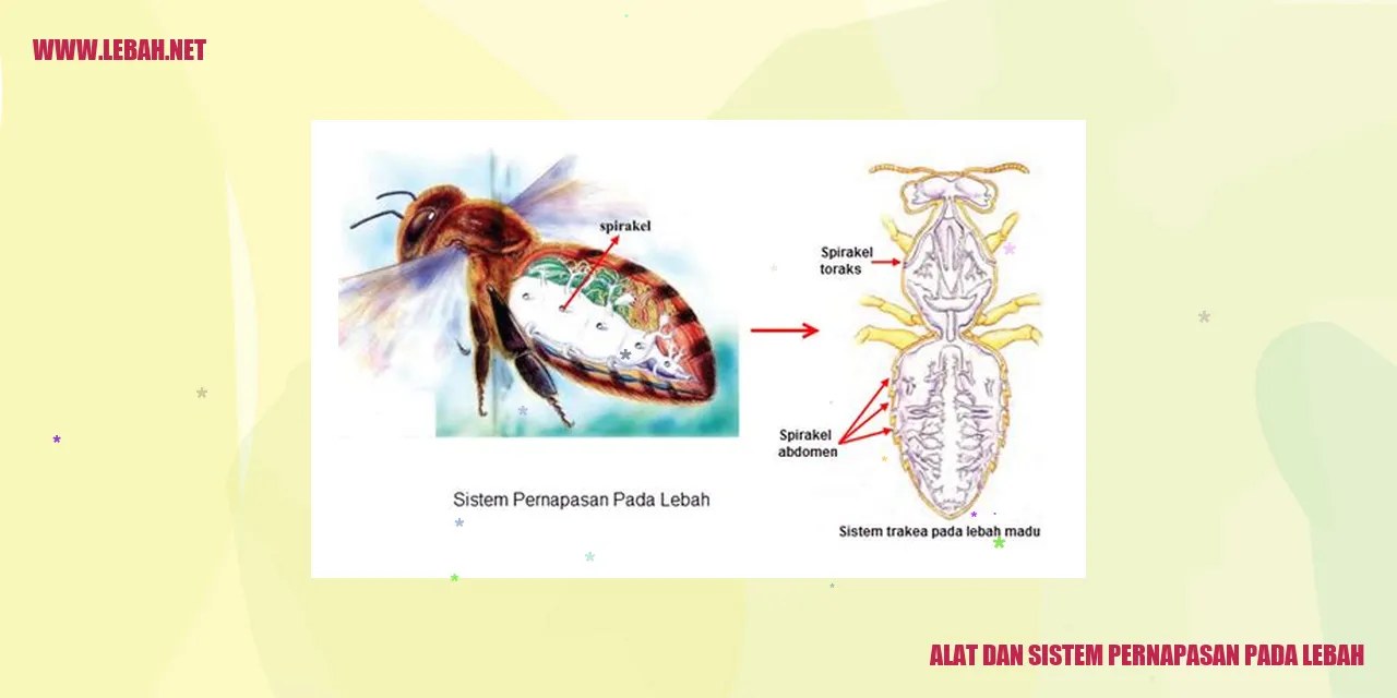 Alat dan Sistem Pernapasan pada Lebah