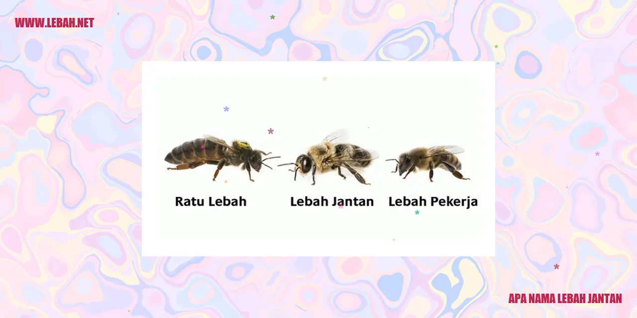 Lebah Jantan