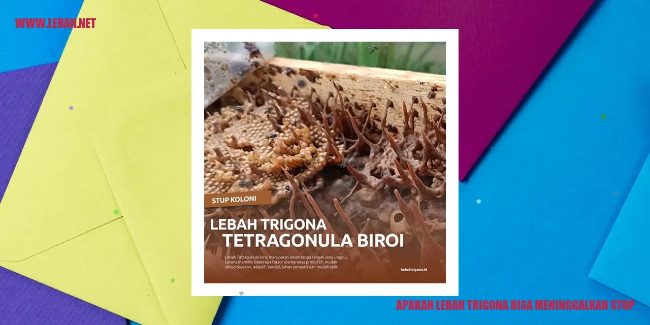 Lebah Trigona