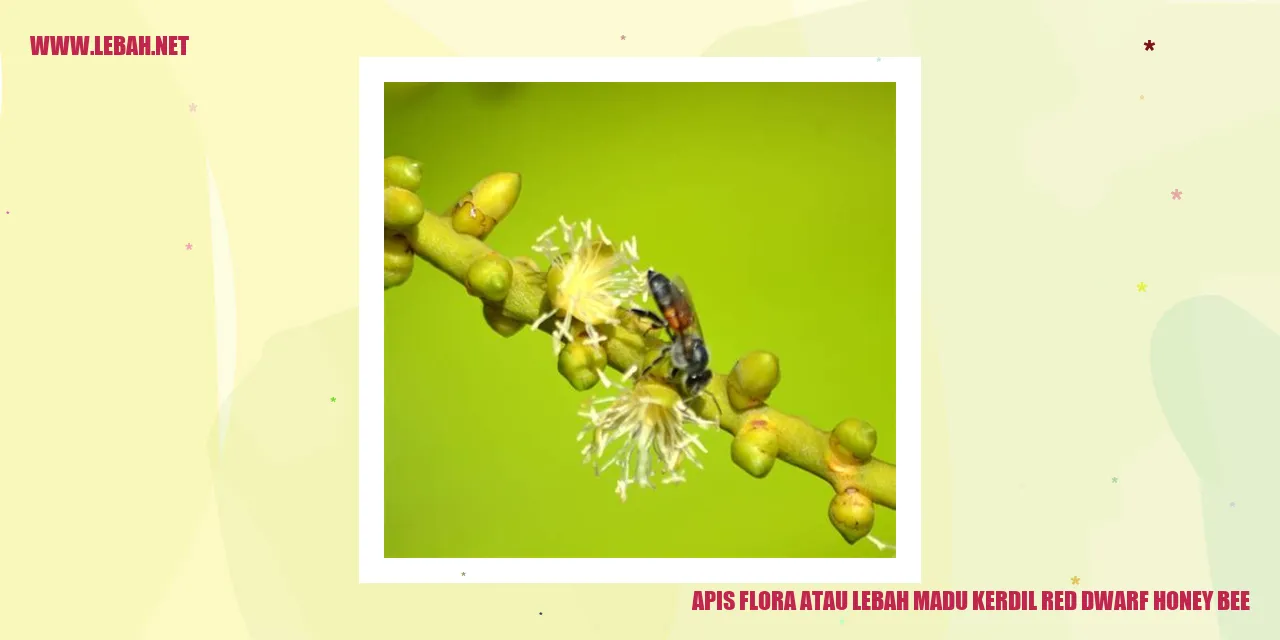 Apis Flora atau Lebah Madu Kerdil Red Dwarf Honey Bee