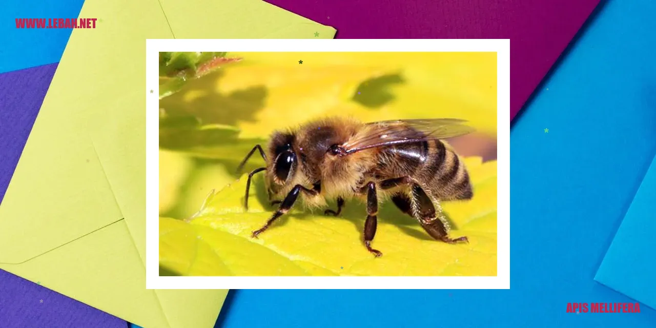 Apis mellifera