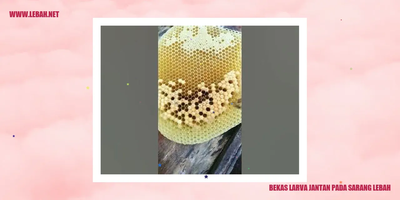 bekas larva jantan pada sarang lebah