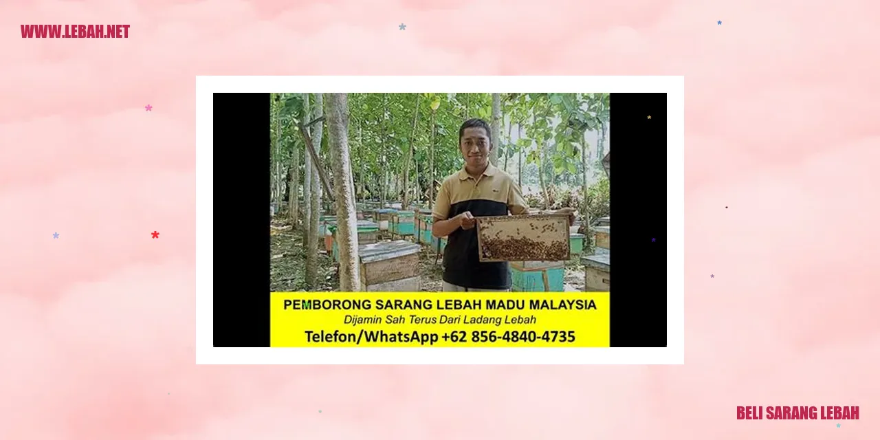 beli sarang lebah