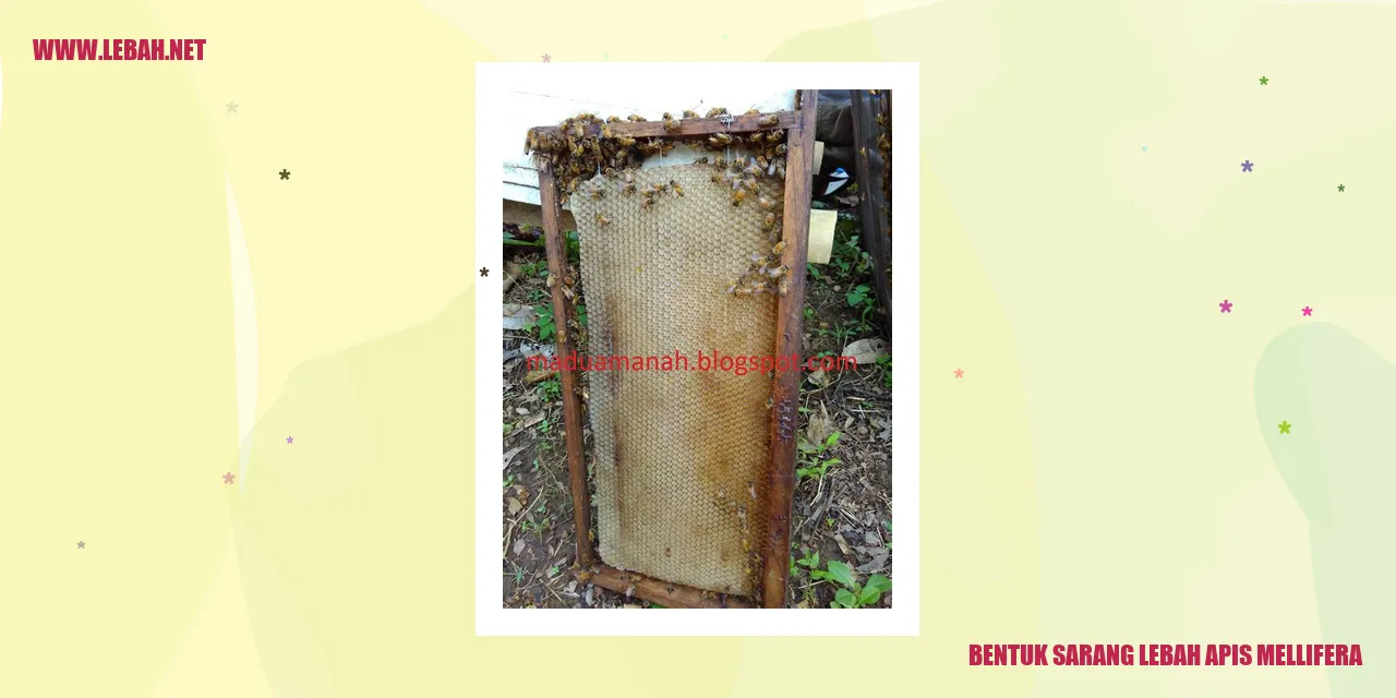 Bentuk Sarang Lebah Apis Mellifera