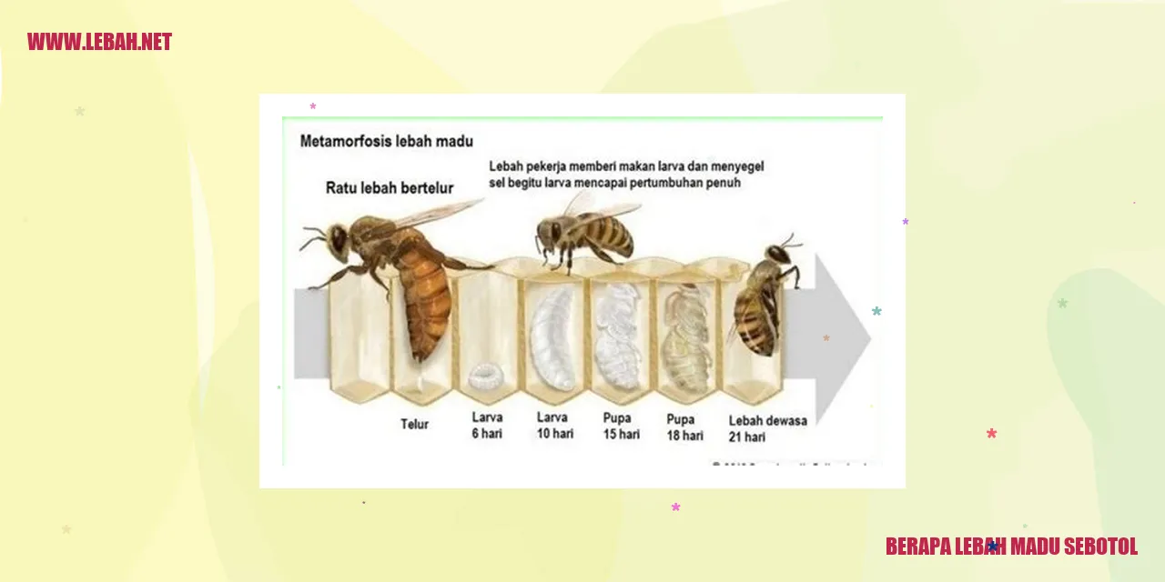 berapa lebah madu sebotol