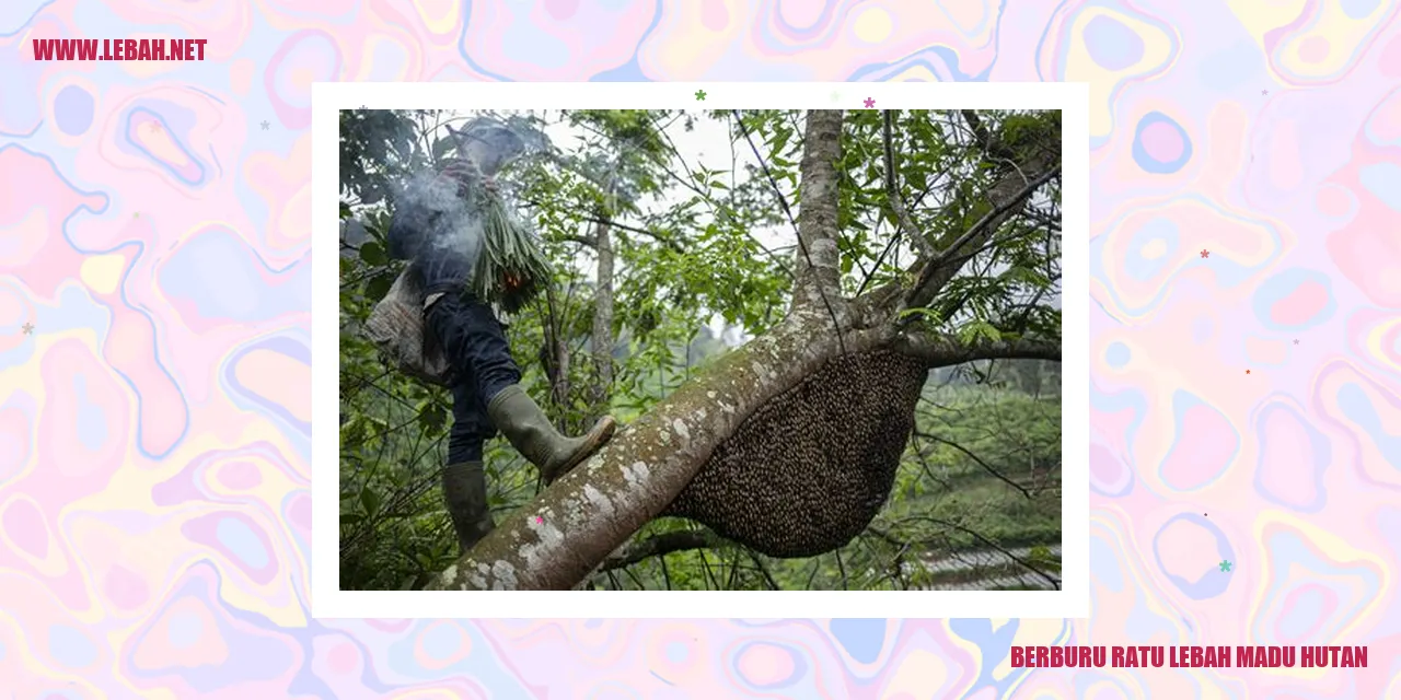 berburu ratu lebah madu hutan