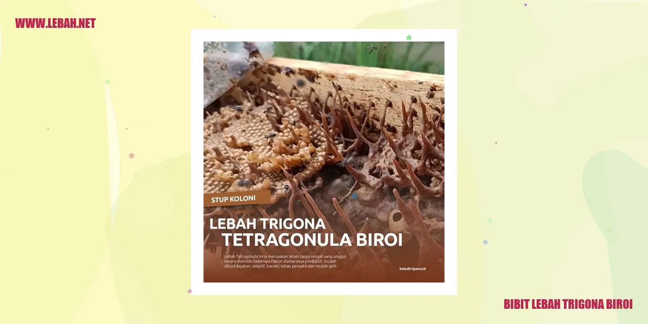 Bibit Lebah Trigona Biroi