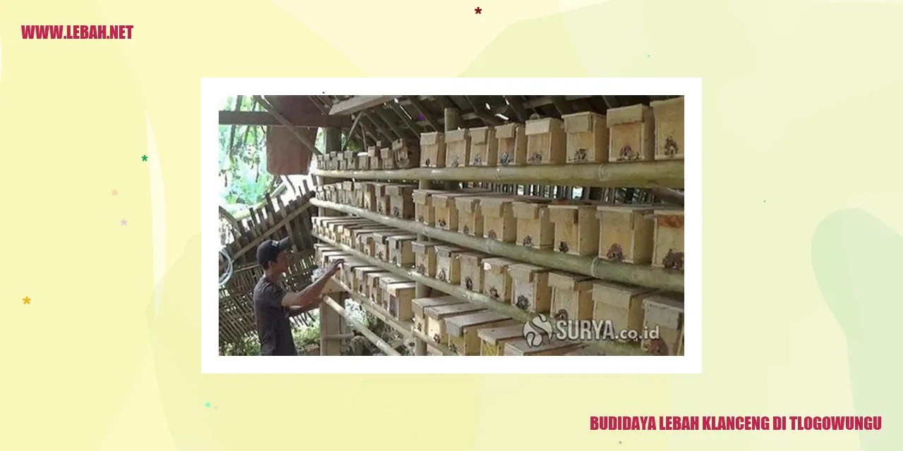 Budidaya Lebah Klanceng di Tlogowungu