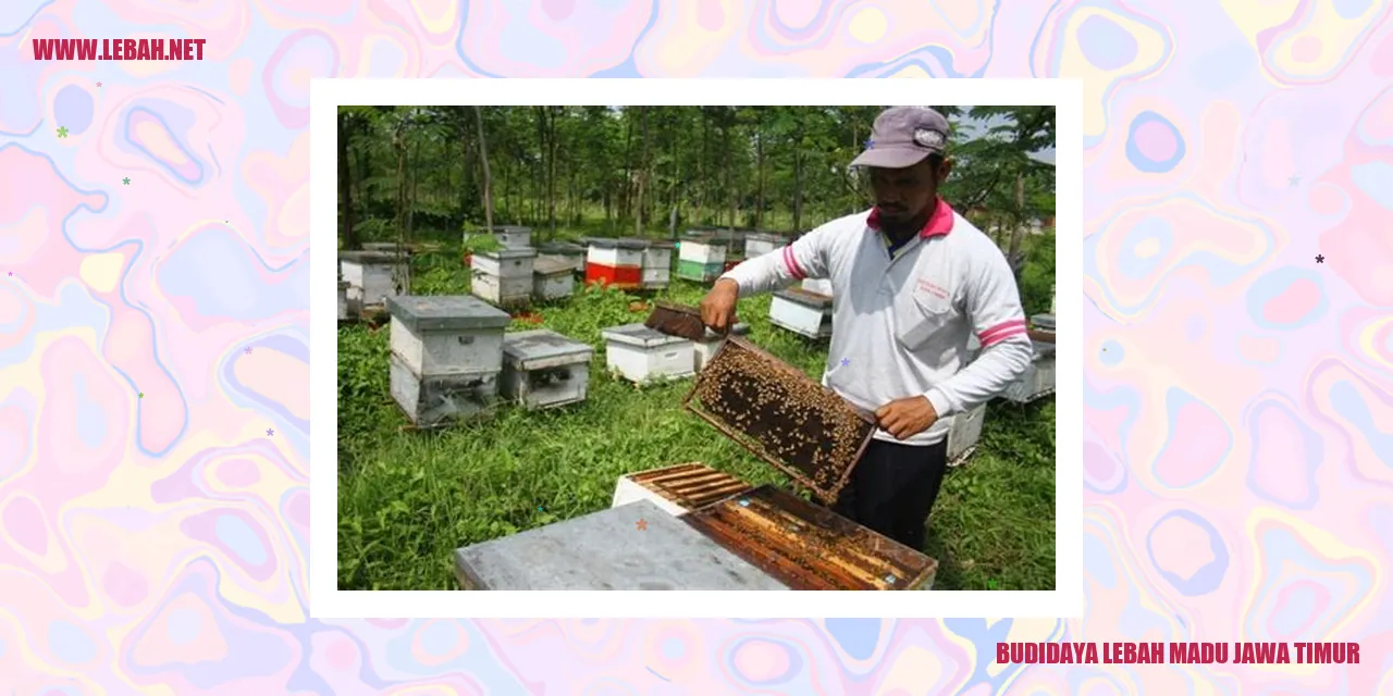 budidaya lebah madu jawa timur