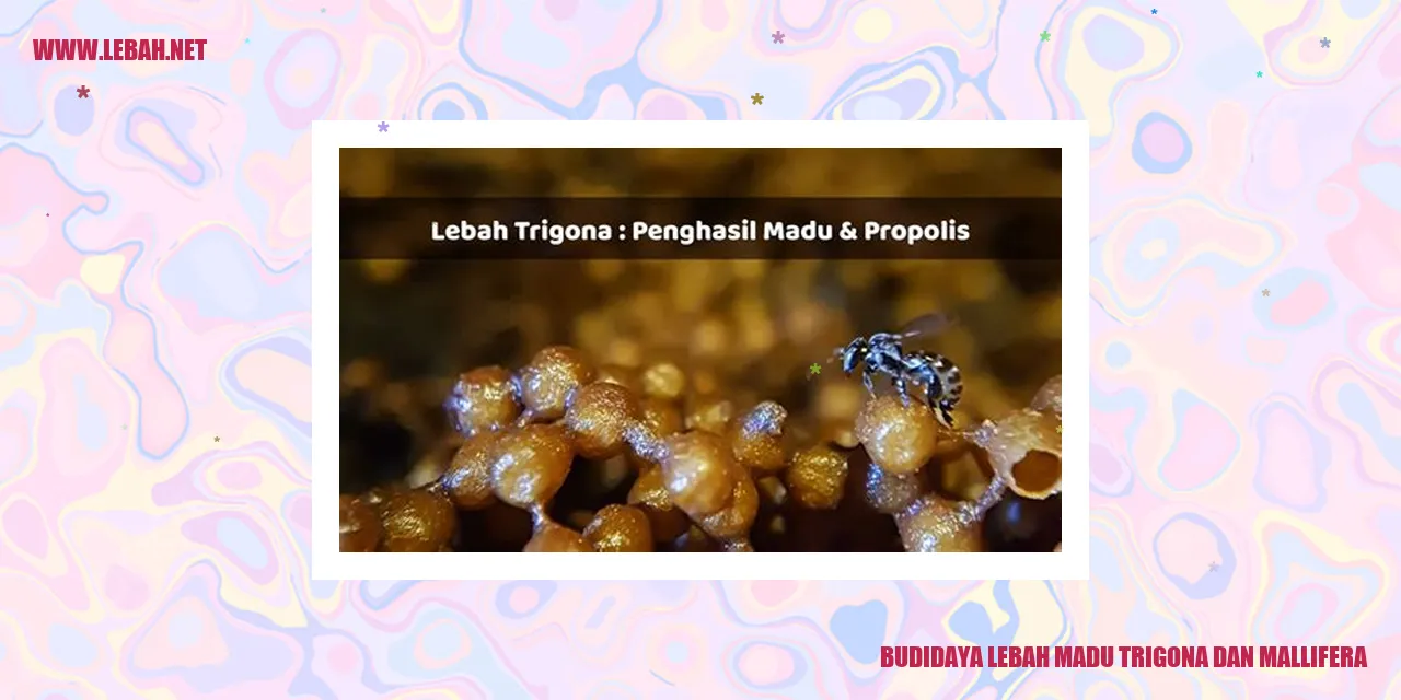 Gambar lebah madu trigona