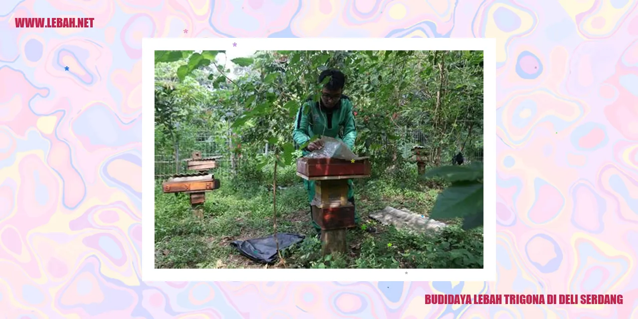 budidaya lebah trigona di Deli Serdang