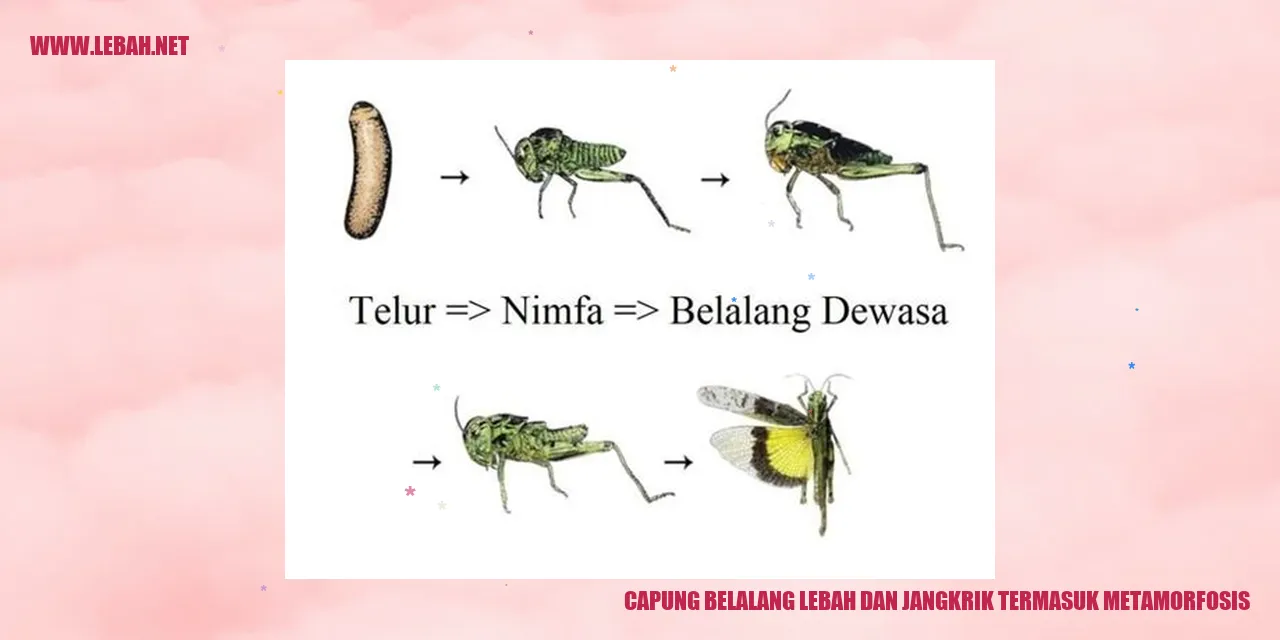 capung, belalang, lebah, dan jangkrik