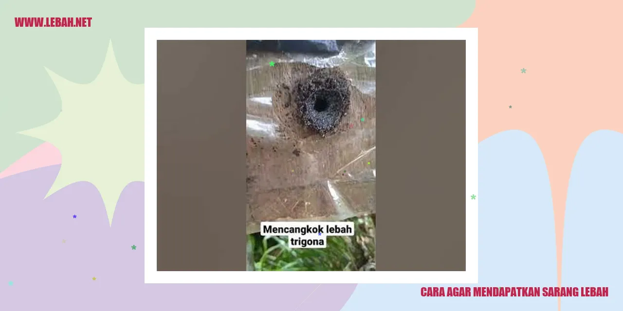 cara agar mendapatkan sarang lebah