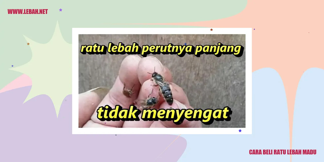 cara beli ratu lebah madu