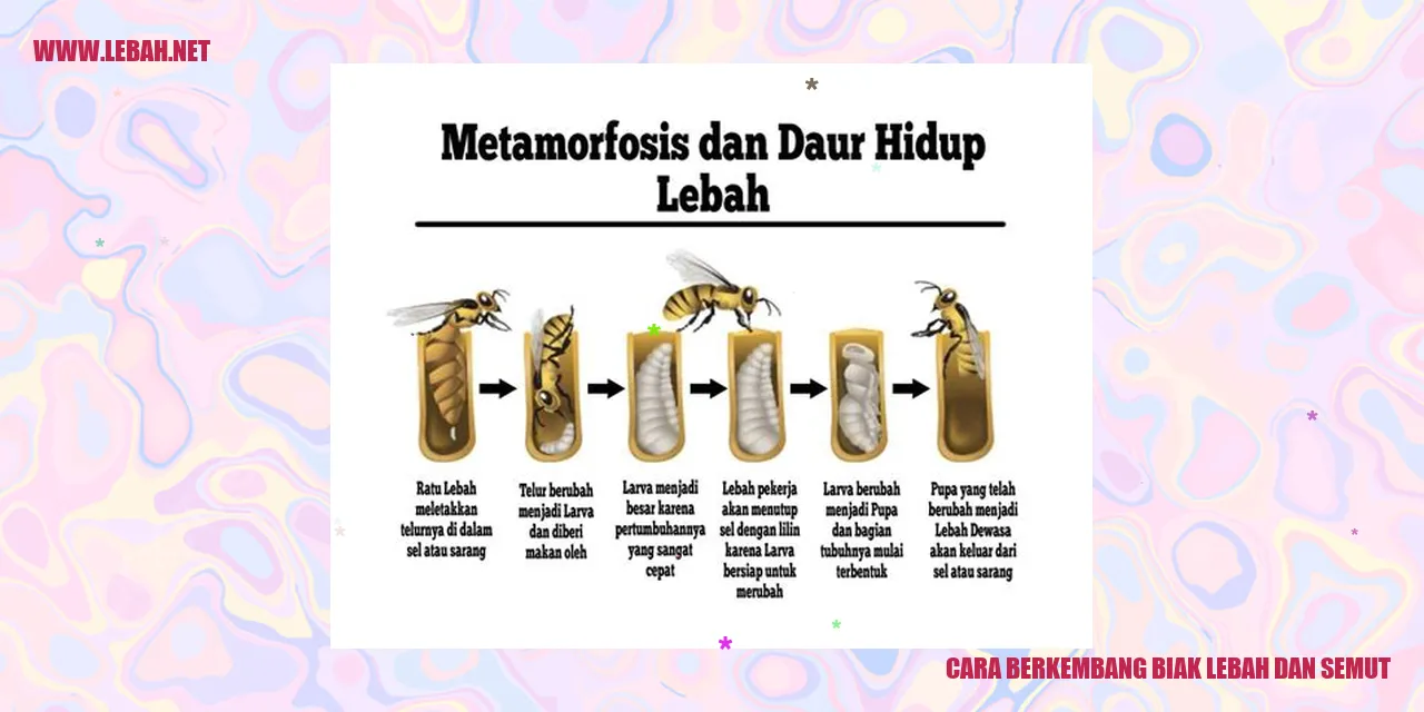 cara berkembang biak lebah dan semut