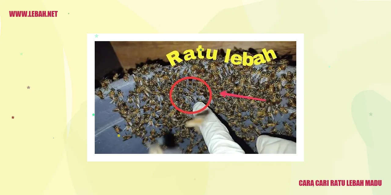 cara cari ratu lebah madu