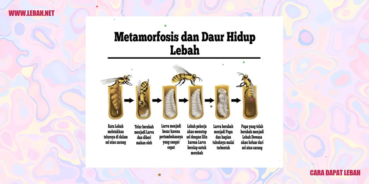 cara dapat lebah