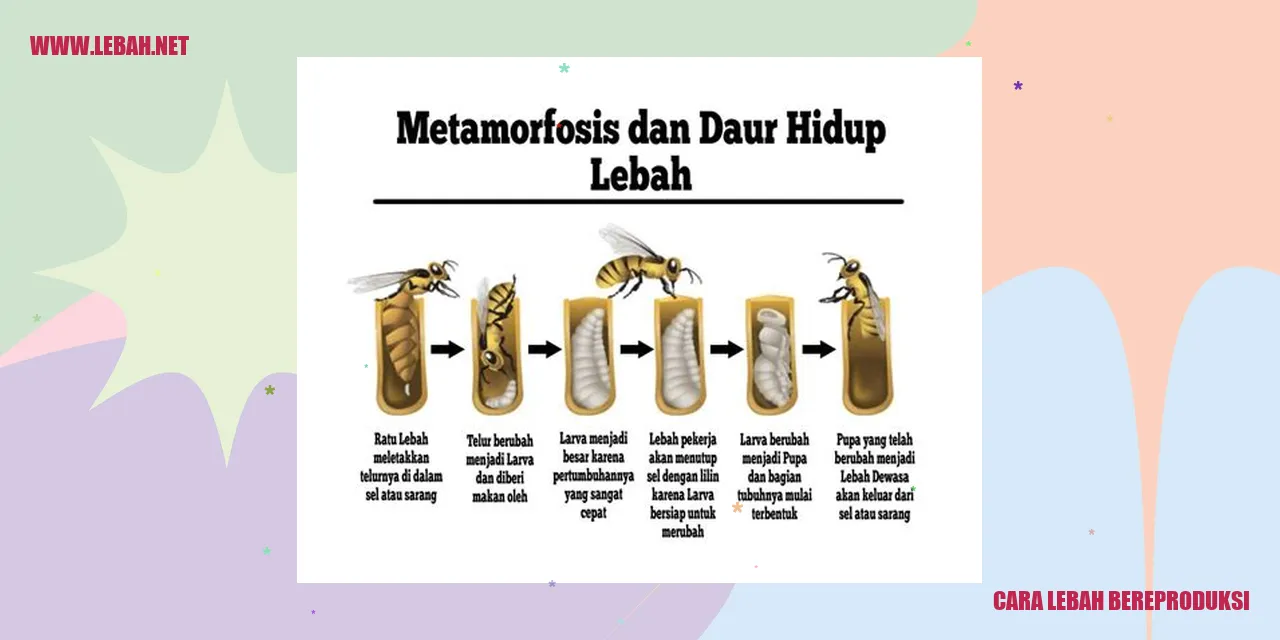 cara lebah bereproduksi