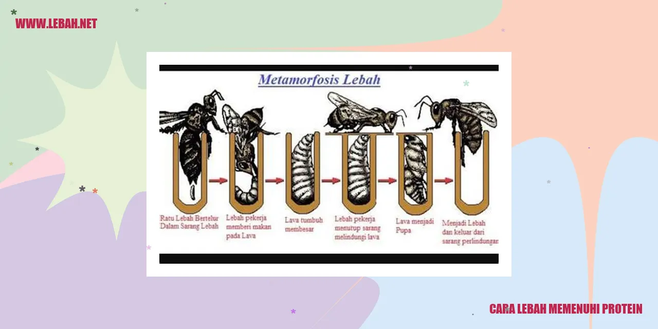 Cairan Gula untuk Lebah