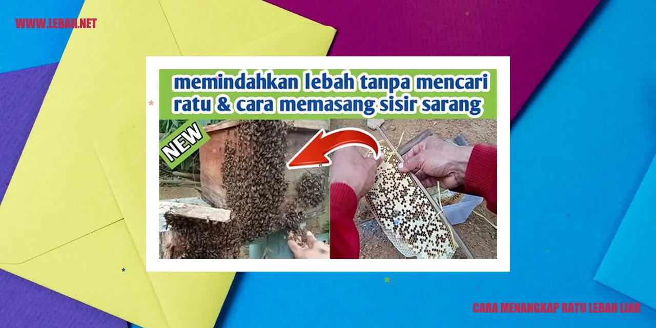 cara menangkap ratu lebah liar