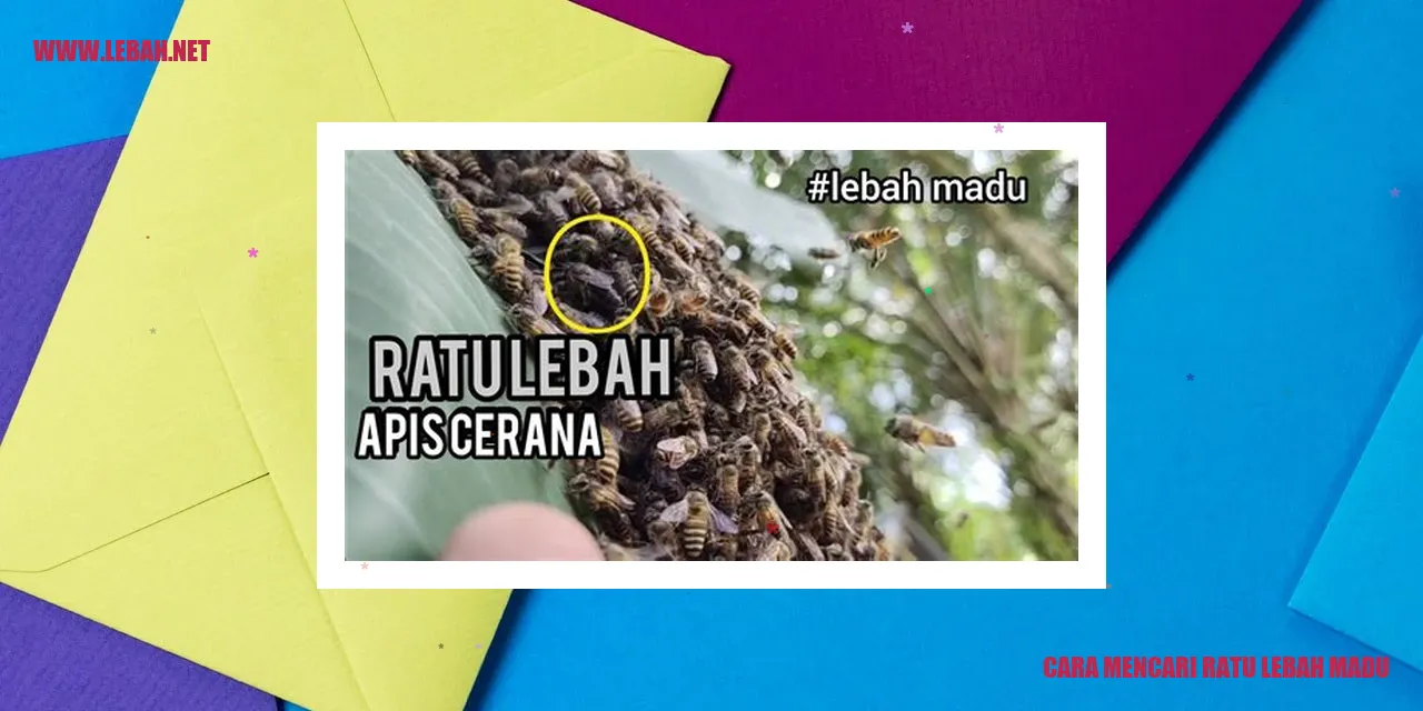 cara mencari ratu lebah madu