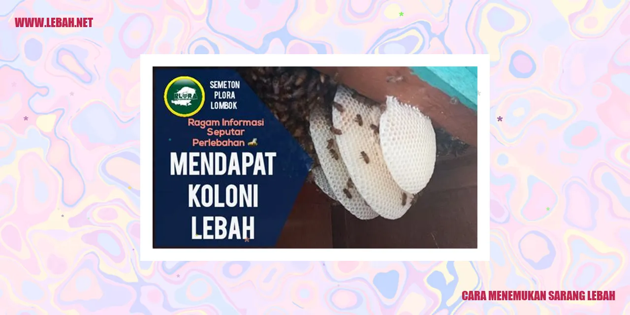 cara menemukan sarang lebah