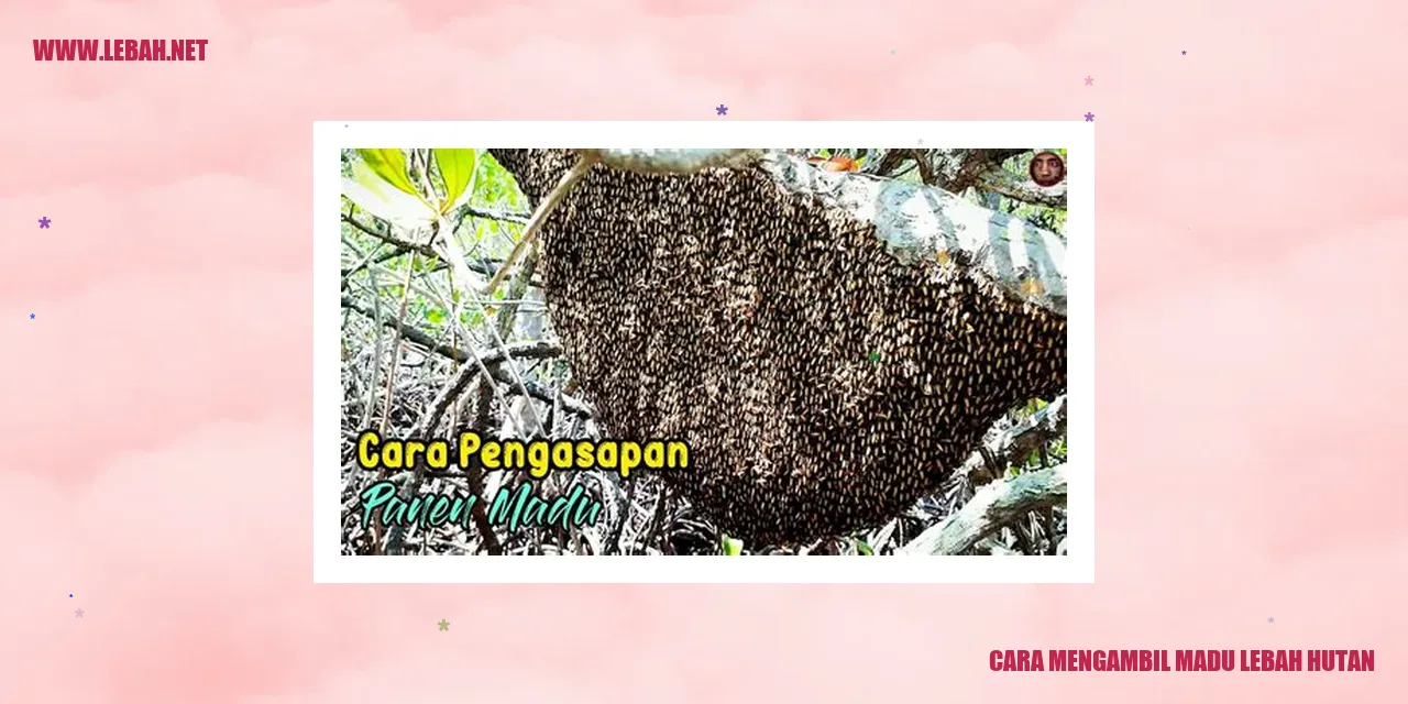 Cara Mengambil Madu Lebah Hutan