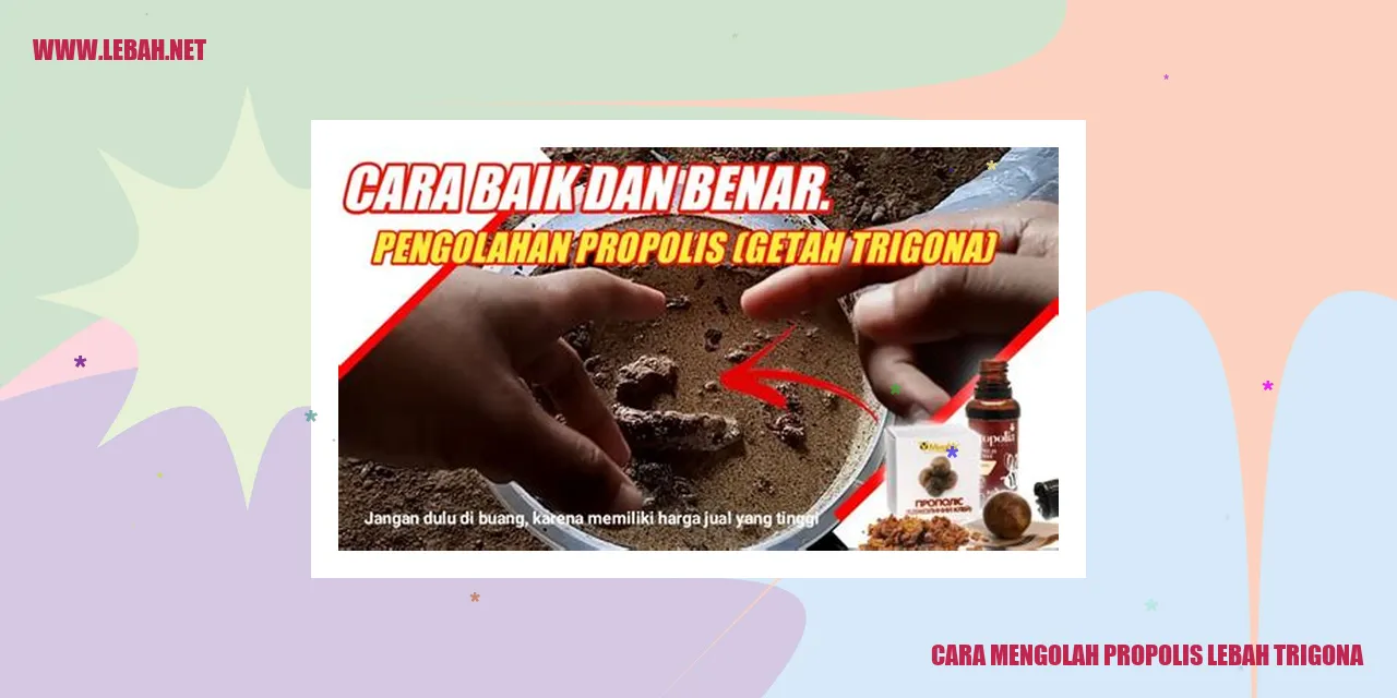 cara mengolah propolis lebah trigona