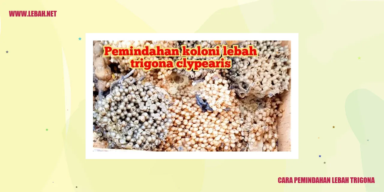 cara pemindahan lebah trigona