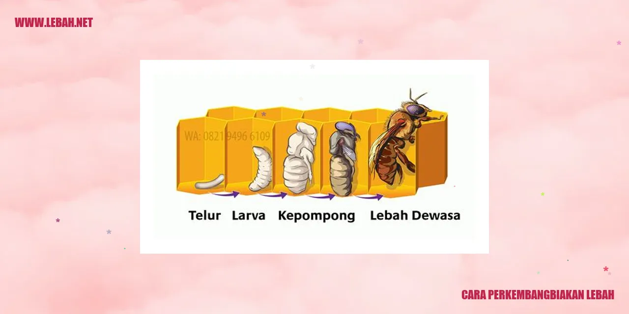 Lebah Perkembangbiakan