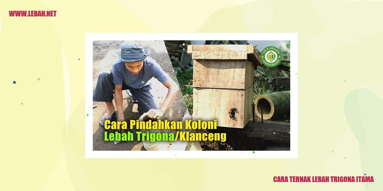 Gambar Lebah Trigona Itama