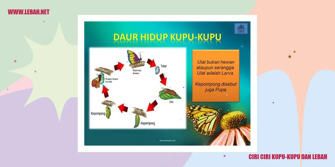 Kupu-kupu Berwarna-warni