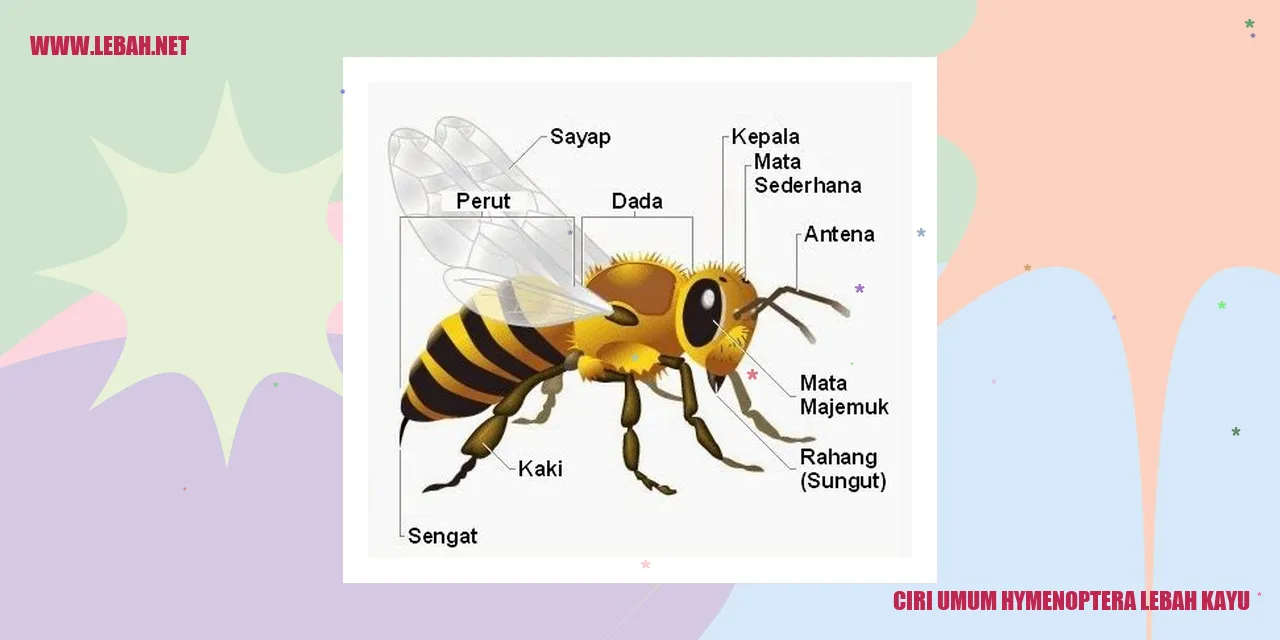 Gambar Hymenoptera Lebah Kayu