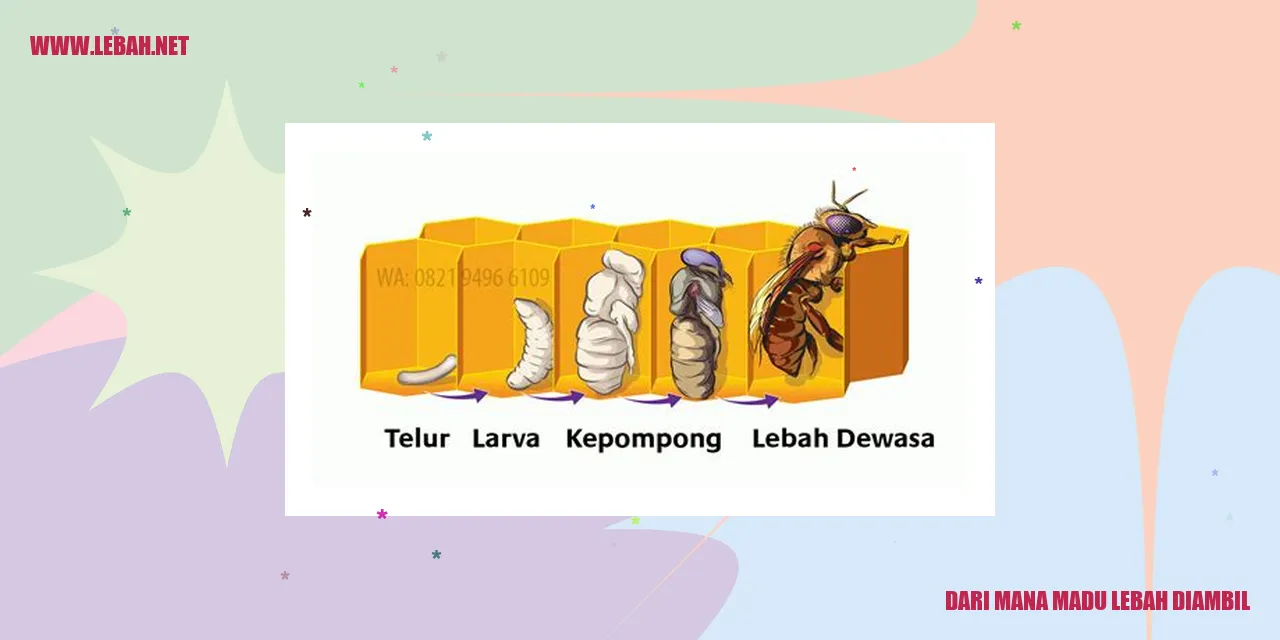 dari mana madu lebah diambil