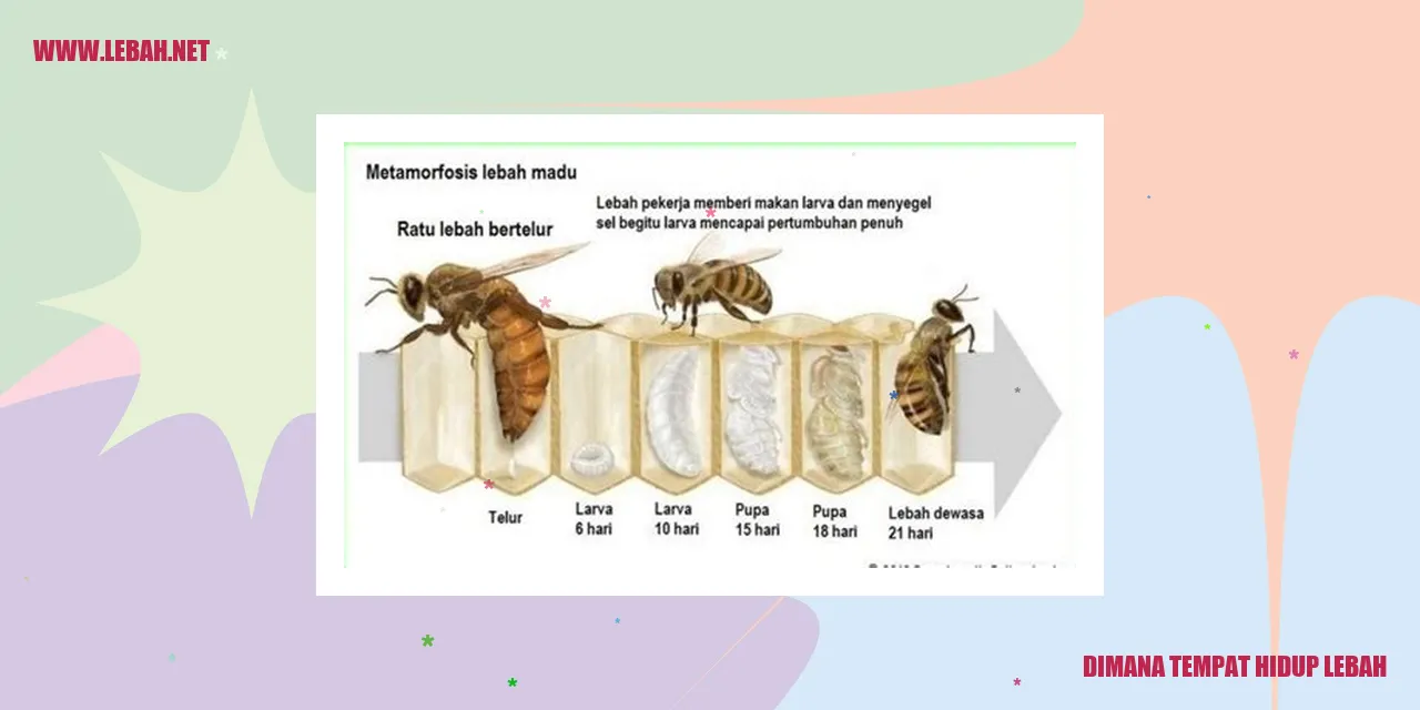 Lebah di sarangnya