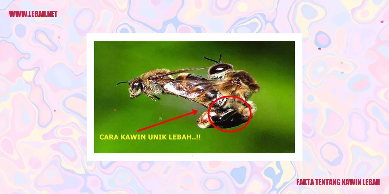 fakta tentang kawin lebah