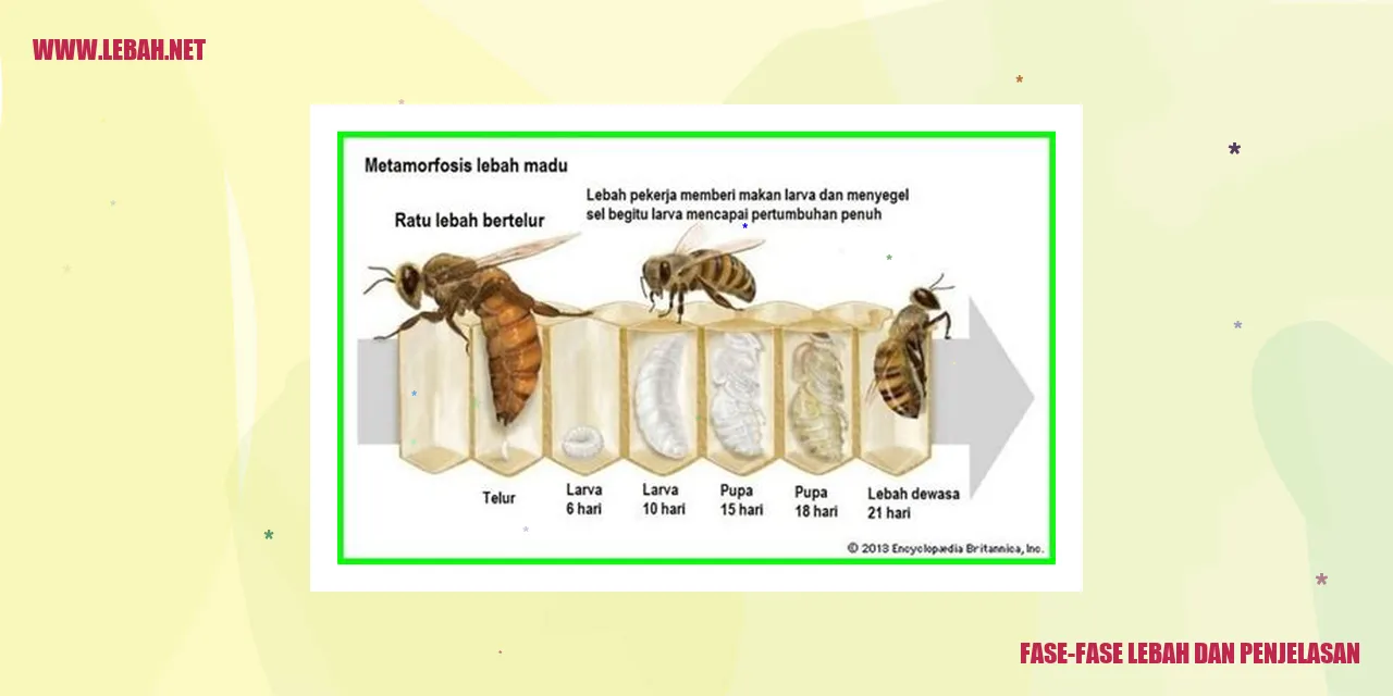 Fase-fase Lebah dan Penjelasan