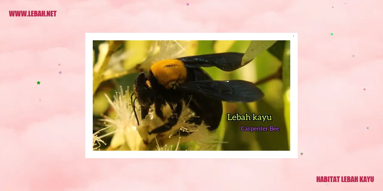 Habitat Lebah Kayu