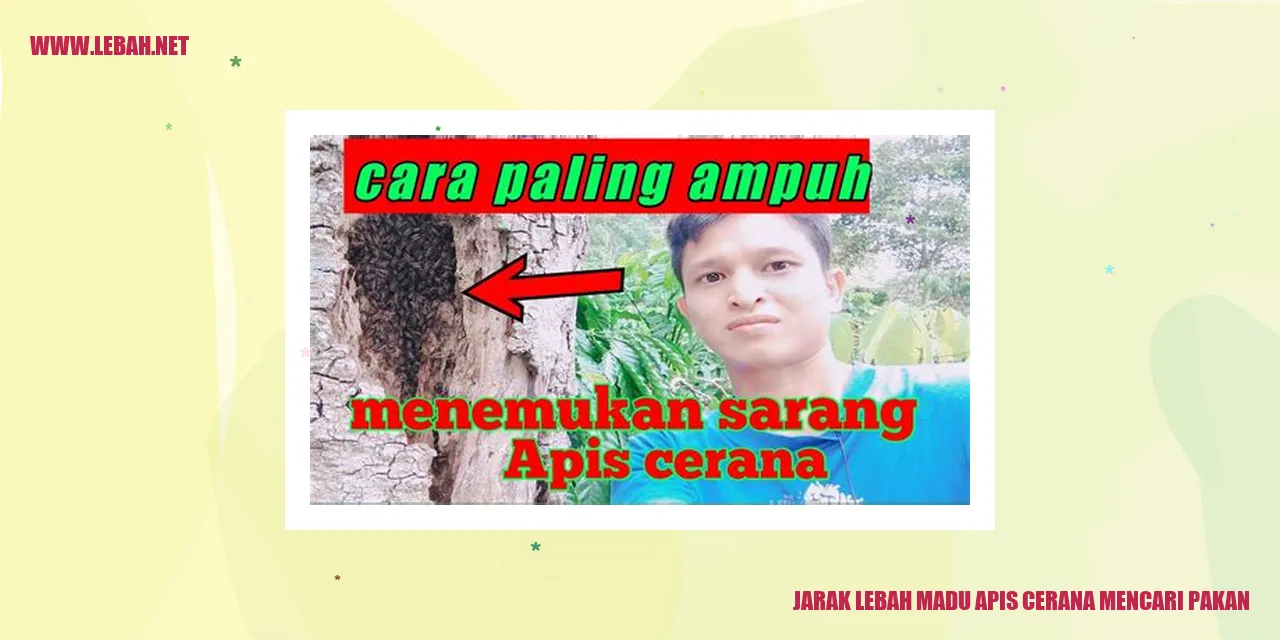 Jarak Lebah Madu Apis Cerana Mencari Pakan