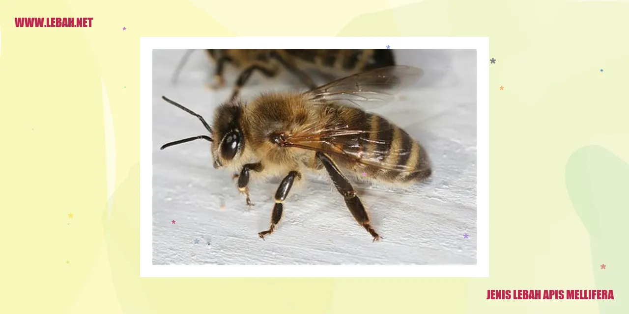 Lebah Apis Mellifera