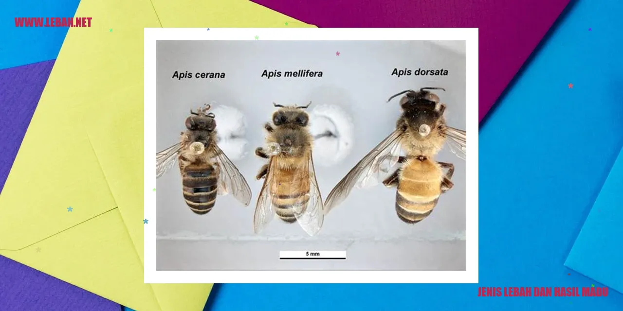 Lebah Madu Apis Mellifera