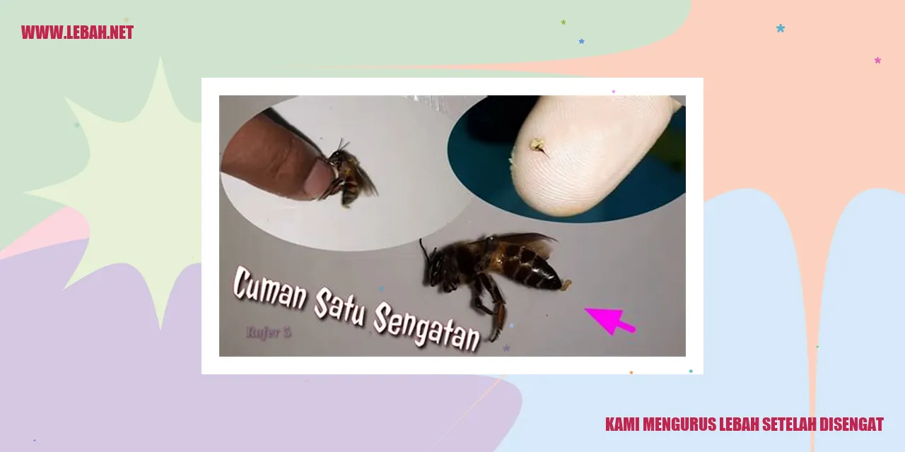 kami mengurus lebah setelah disengat