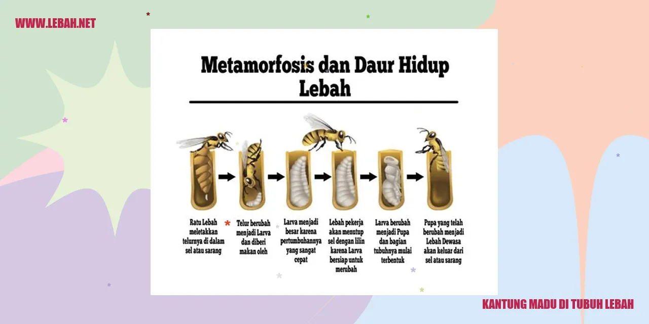 kantung madu di tubuh lebah