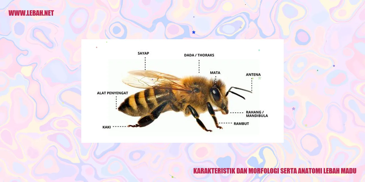 Karakteristik dan Morfologi serta Anatomi Lebah Madu