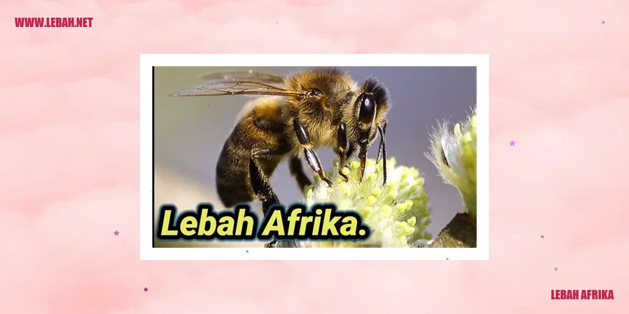 Lebah Afrika