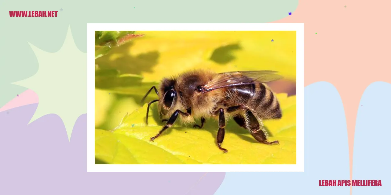 lebah apis mellifera