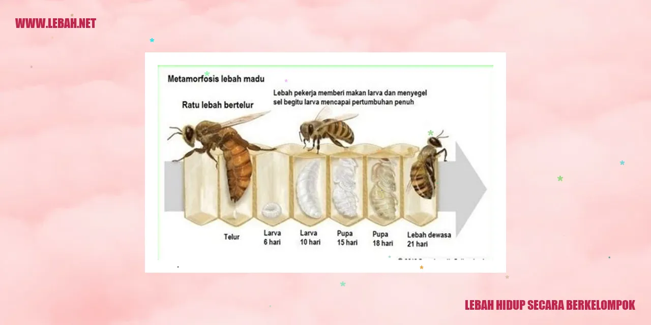 lebah hidup secara berkelompok