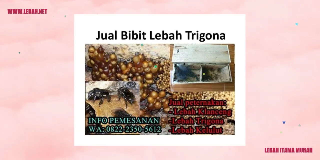 Lebah Itama Murah