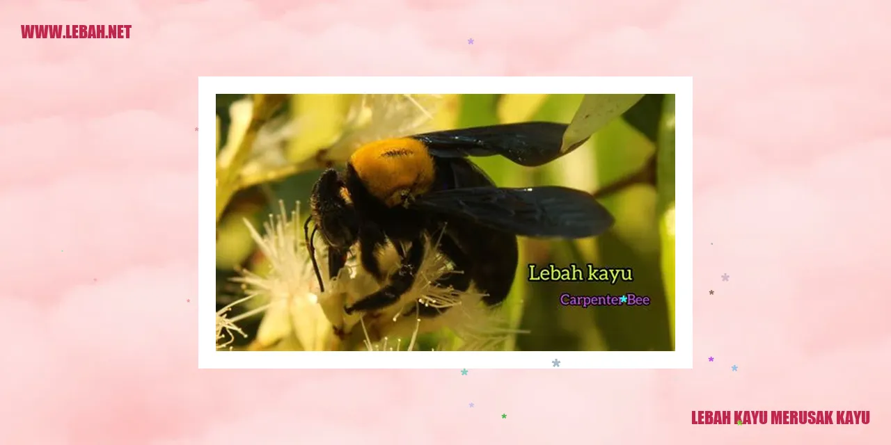 Lebah Kayu Merusak Kayu