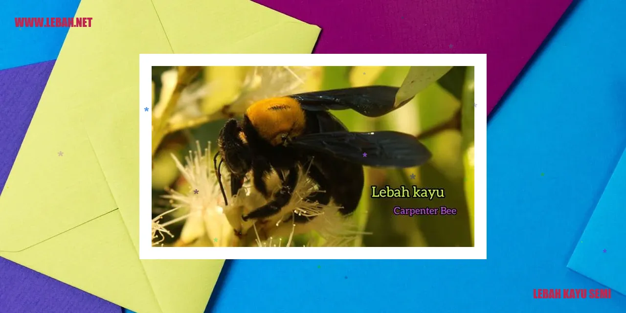 lebah kayu semi